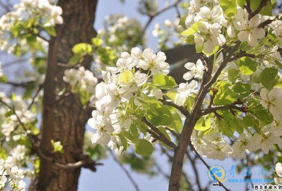 芬芳四月　西北民族大学校园美景［组图］