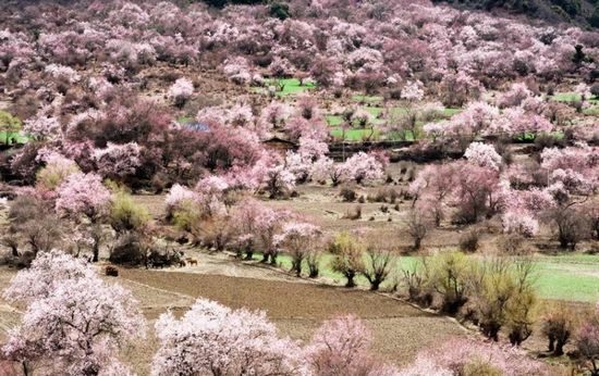 林芝桃花节促西藏旅游