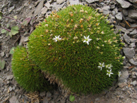 传统藏药雪灵芝