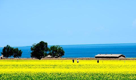 青海湖美景游人醉