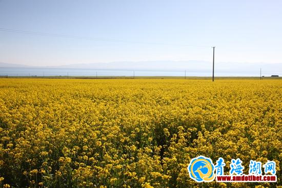 青海湖沙岛　转湖途中一道最为独特的风景线