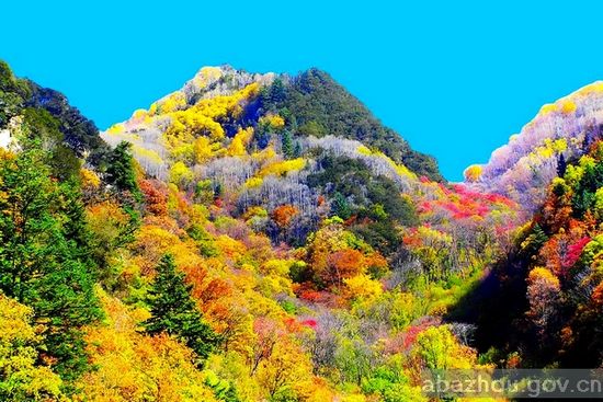 秋意浓时节阿坝黑水彩林正芳菲