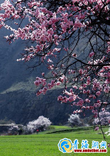 组图：四月芳菲游贵德